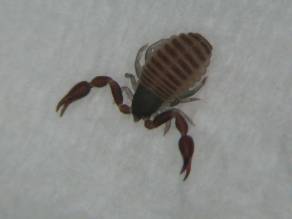 Pseudoscorpione, Cheliferidae